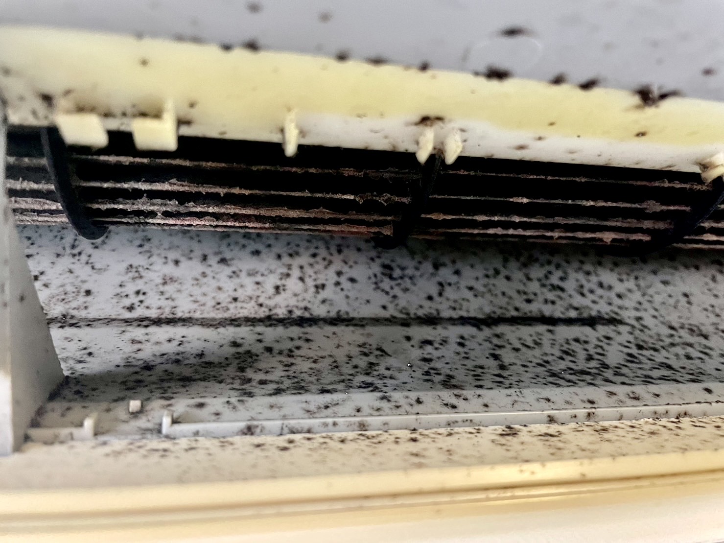 エアコンがカビ臭い原因は、ずばり「カビ」です